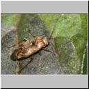 Lygus rugulipennis - Weichwanze 03a.jpg